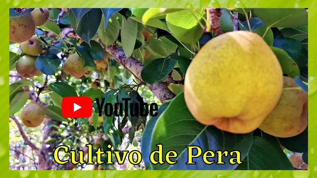 Como plantar Pera YouTube YouTube