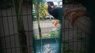 beo ngomong assalamualaikum dengan baik