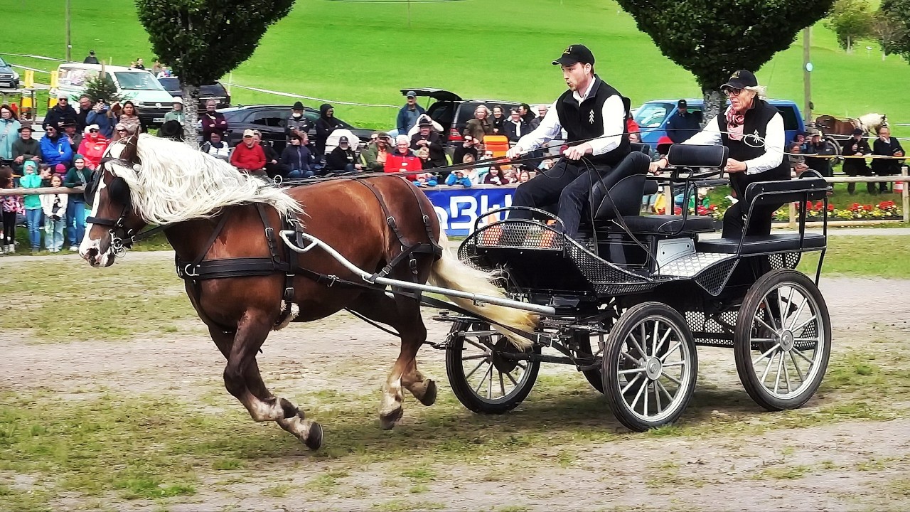Roßfest St. Märgen 2025 - Reit- und Fahrvorführungen (Showprogramm) | Hochschwarzwald