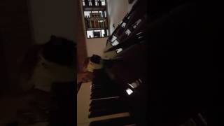 A song for a sleepy cat screenshot 4