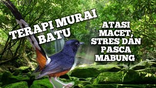 TERAPI MURAI BATU MACET STRES Dan pasca MABUNG ¦ PANCINGAN MURAI ¦ SHAMA BIRD