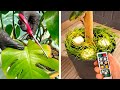 Simple Hacks For Growing Plants