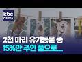 매년 2천 마리 유기동물 중 15%만 주인 품으로...'동물등록' 자진신고 기간 / KBC뉴스