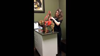 Bow Bottom Vet Hospital discusses dog life jackets by Bow Bottom Veterinary Hospital 790 views 6 years ago 3 minutes, 29 seconds