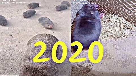 Dúi trung quốc | Dúi mốc đại | Chúc người nuôi có đàn dúi sinh sản tốt năm 2020 | Chuột Tre 360