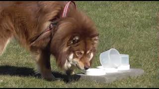 Finsk Lapphund Plymspireas Oikari BPH by Carina Jonsson 69 views 2 years ago 15 minutes