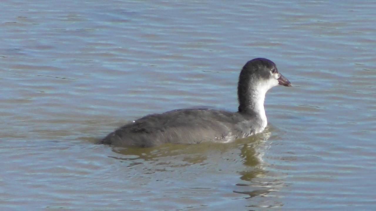 good Juvenile Coot RSPB Minsmere Suffolk UK 24jul16 442p 