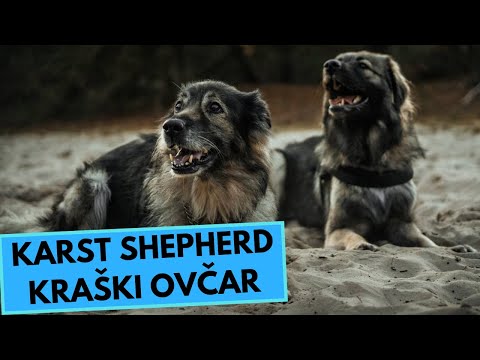 Karst Shepherd - TOP 10 Interesting Facts - Kraški Ovčar