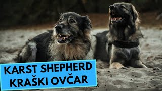 Karst Shepherd - TOP 10 Interesting Facts - Kraški Ovčar