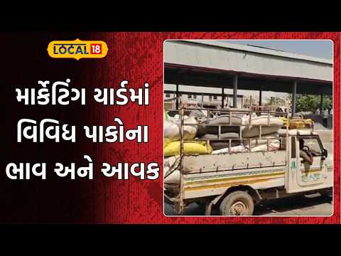 Amreli Marketing Yard | અમરેલી માર્કેટિંગ યાર્ડમાં વિવિધ પાકોના ભાવ અને આવક | Today Price | Local18