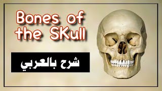 bones of the skull / عظام الجمجمة  ( شرح بالعربي )