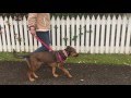 How to Leash Train a Dog | Guide How to Leash Train a Dog | Guide