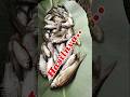 Kumpulan Spot Mancing Gacor Daerah Cimanuk Pandeglang..