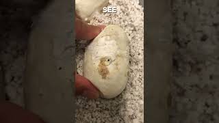 Ripped Egg And Tape #shorts