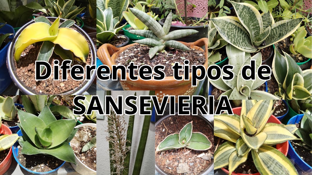 Diferentes tipos de SANSEVIERIA / Como reproducir Sansevieria por medio de  hoja / Lengua de suegra