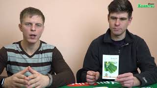 5 самых урожайных сортов огурцов