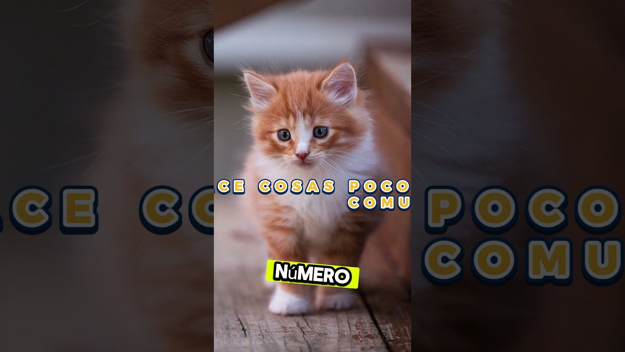 ¡Mi michi hace cosas que ningún gato debería hacer! 🐱😂