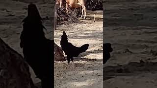 Rooster Crowing Compilation Plus - Rooster crowing sounds Effect 2026 #sohailmalik