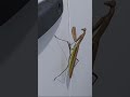 Giant Praying Mantis creeps me out! #prayingmantis #insects #funny