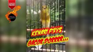 Kenari F3ys Gacor doorr soldout di 5jt omku josss