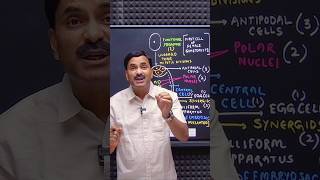 Monosporic Embryo Sac Development Explained Fast | Polygonum Type | #Shorts