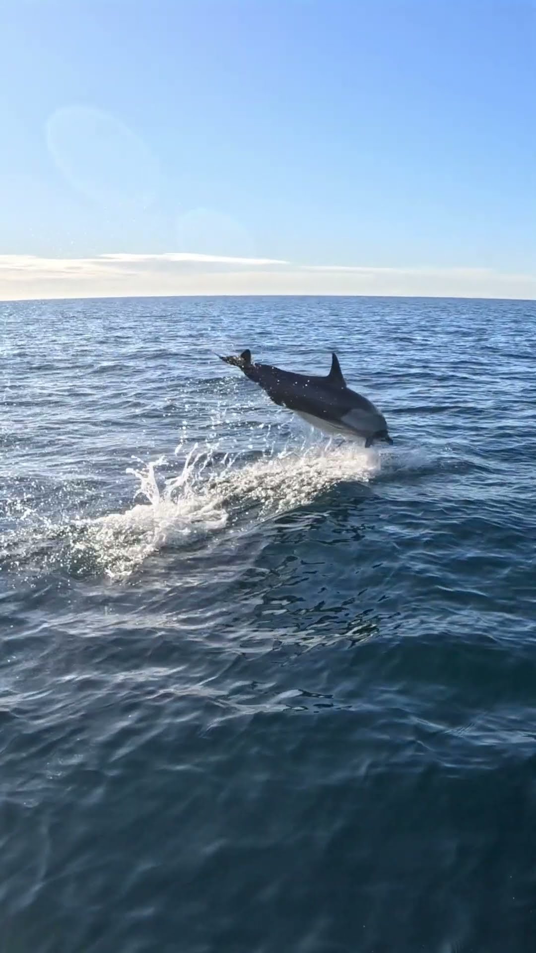 Dolphin Jumps Out of the Water Near Paddleboarder || ViralHog