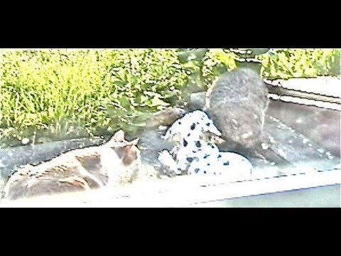 Cat vs. Groundhog