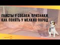 Глисты у собаки: признаки, как понять у мелких пород