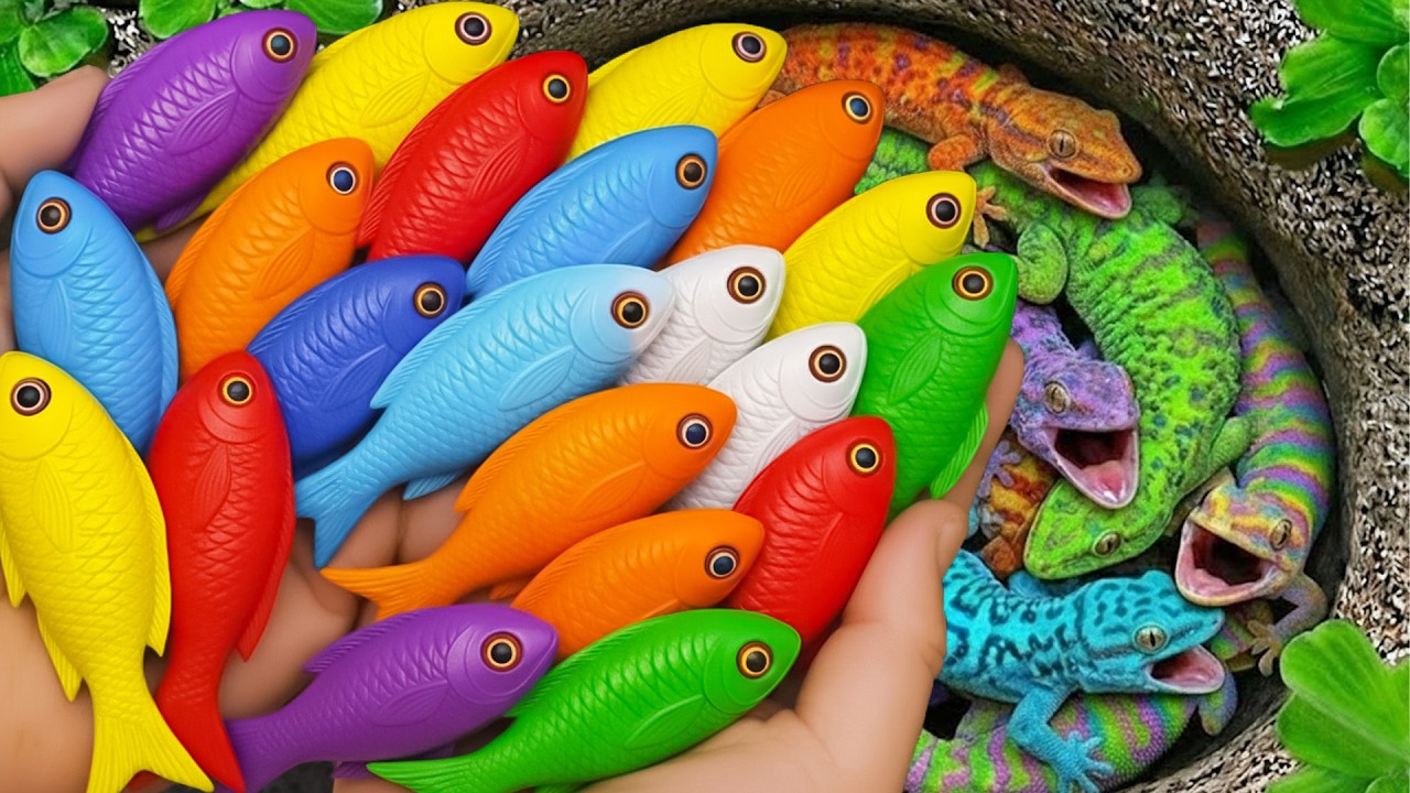 Catch beautiful aquarium fish in small pond baby turtle, blue guppy, molly fish, cute fish, tadpole.