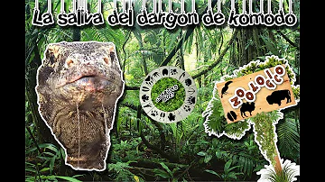 ¿Es venenosa la saliva del dragón barbudo?