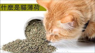 為什麽貓咪會嗨翻天？貓薄荷全解析 