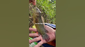 Câu Trúng Ổ Cá Rô Đầu Vuông