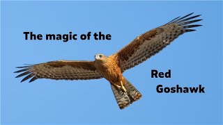 2025 Bird Of The Year | Vote for the Red Goshawk!