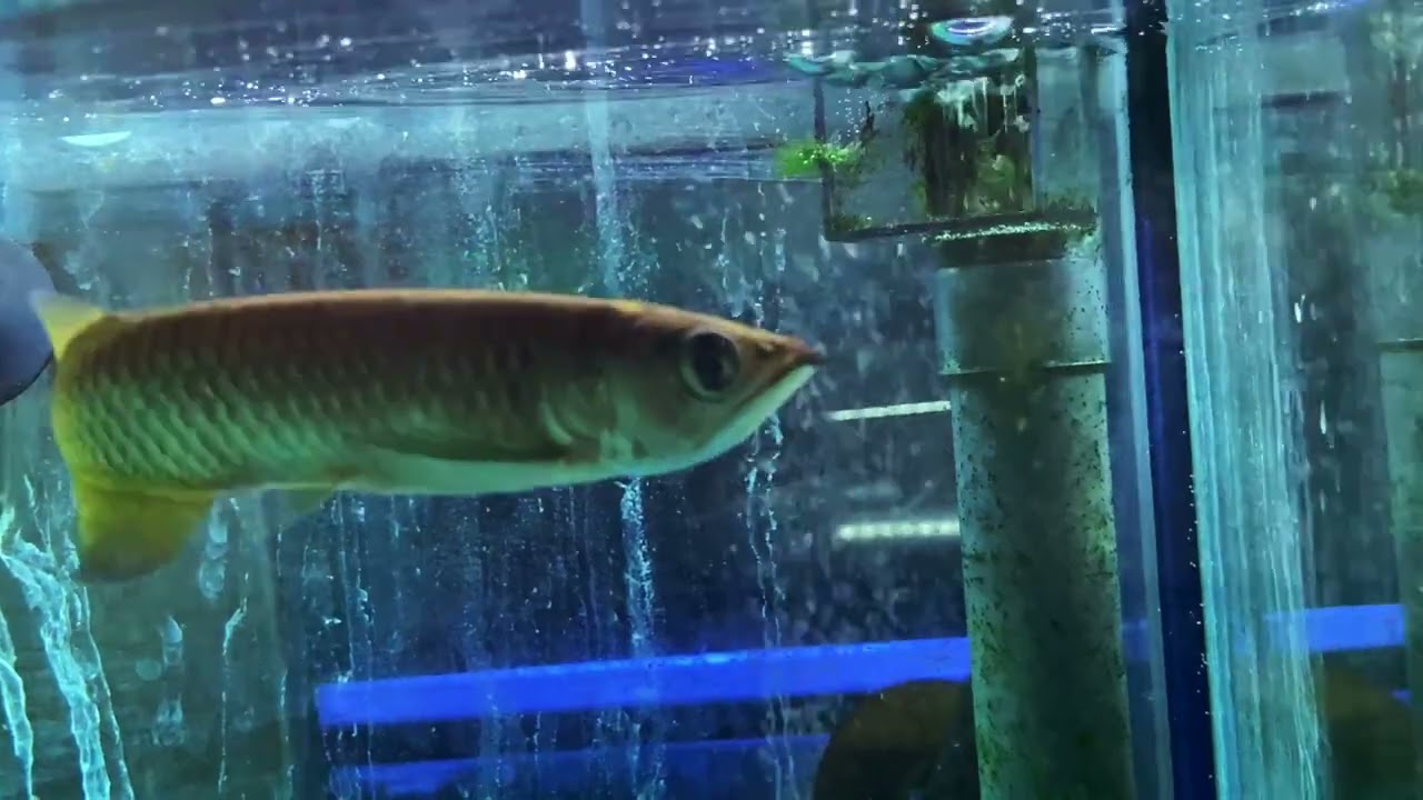 アクアショップ かのう