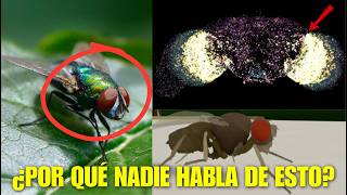 POR QUÉ NADIE ESTÁ HABLANDO de ESTO, CIENTÍFICOS AFIRMAN HABER COPIADO el CEREBRO de una MOSCA en...