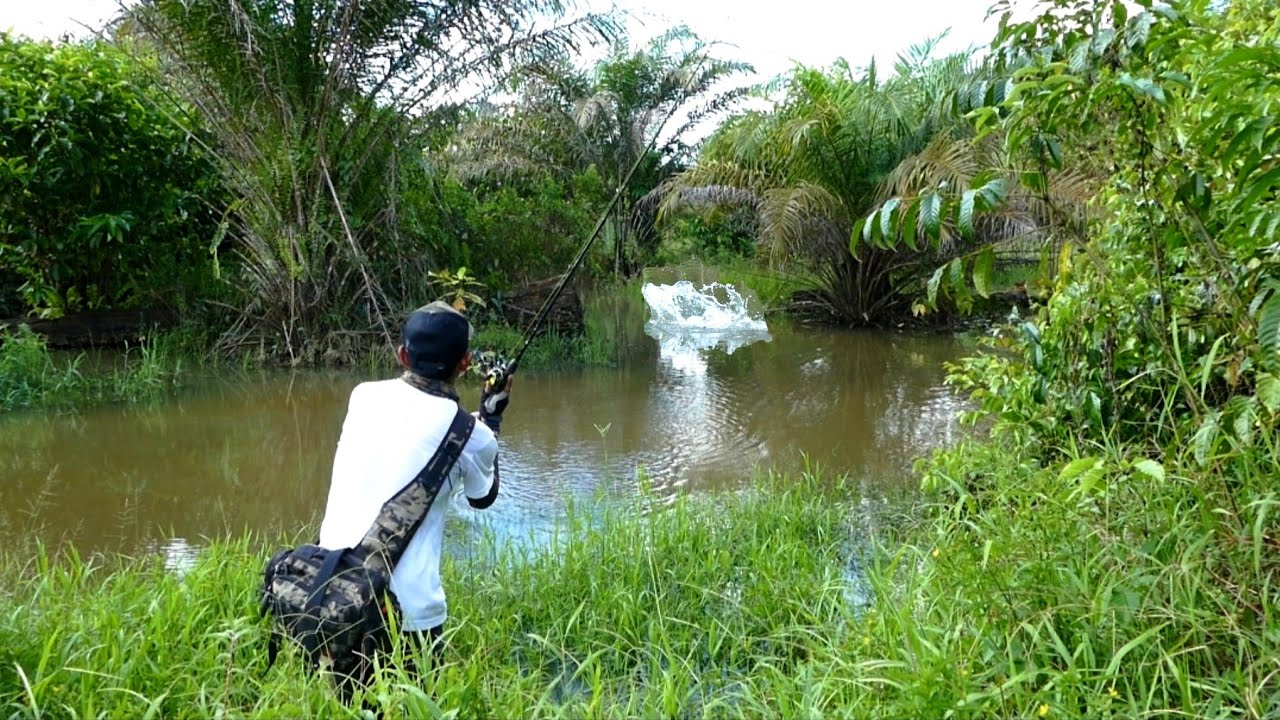 Ngeri! Mancing ikan gabus dispot ini kaya di sambar monster toman bikin jantungan pak |casting gabus