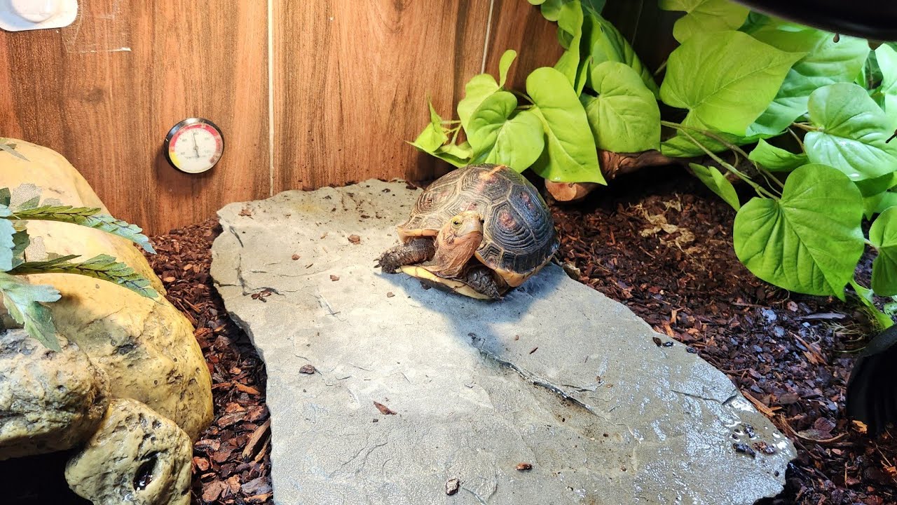 Ants in Box Turtle indoor enclosure. part 1
