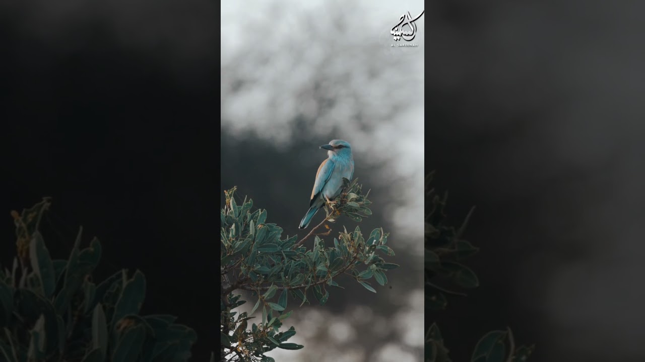 Loving the righteous