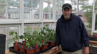 In The Greenhouse | Up-Potting Tomato Plants