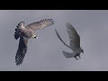 Что же он такой настырный этот Сапсан так и хочет поймать голубя. Falcon Peregrine attacking pigeons