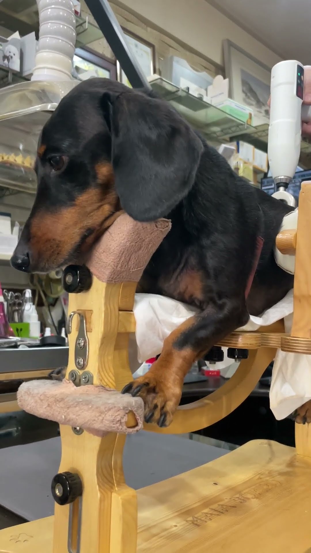 Dachshund Undergoes Therapy to Regain Mobility