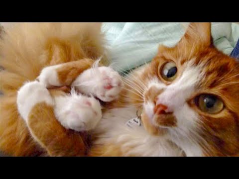 cute dogs and cats videos