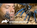 Frank é surpreendido por animais perigosos e belos | Wild Frank | Animal Planet Brasil