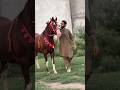 Brand new world horse | Brand horses in Pakistan |🐴 #horse #brand #newhorse #shorts