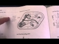 1959 Gibson Le Paul Wiring Diagram For Guitar