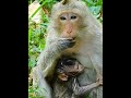 #Cutes Babies Monkey, And Daisy's baby# 259