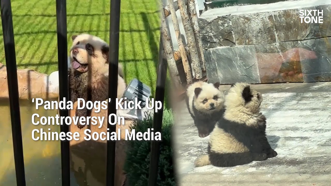 ‘Panda Dogs’ Kick Up Controversy On Chinese Social Media YouTube