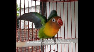 Merangsang Lovebird Balibu 3 Bulan Agar Ikut Ngekek|| Ngetik 100% Nyaut.