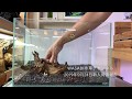 ４５cm水槽流木レイアウト解説と新入荷情報⑤2019年9月24日号 AQUASHOP WASABI 水草・流木・水草水槽器具の入荷速報