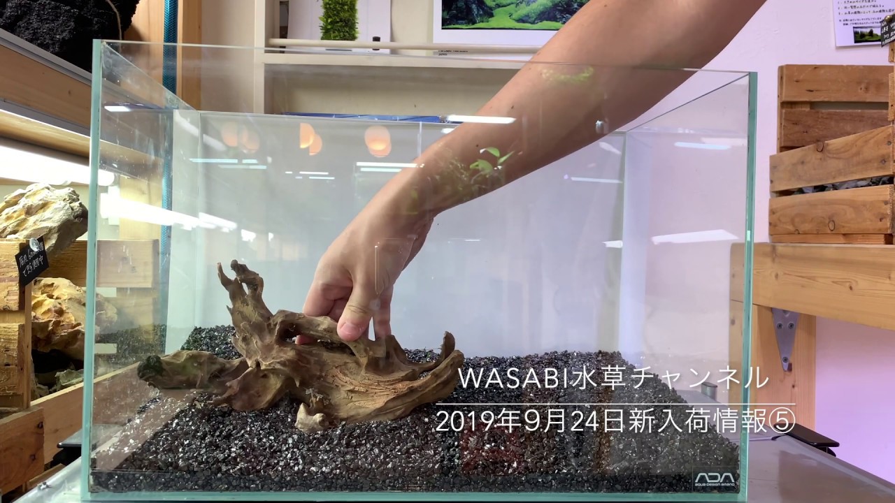 45cm水槽用 流木3本セット Aquashop Wasabi アクアリウム用 水草レイアウト水槽用黒枝流木 水草水槽用流木 黒色 日時指定 黒色 45cm水槽用 流木3本セット Aquashop Wasabi アクアリウム用 水草レイアウト水槽用黒枝流木 水草水槽用流木 黒色 日時指定 黒色